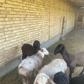 goyunlar guzylary bilen