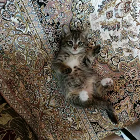 домашние котята