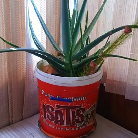 цветы