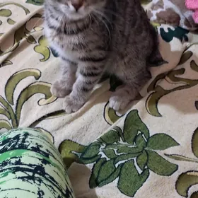 котёнок