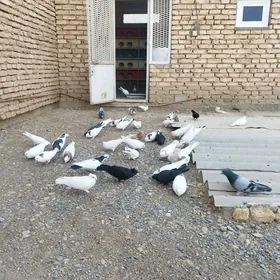 Kepderiler Uçurumlara