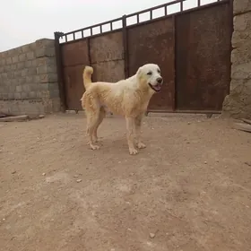 Turkmen iti