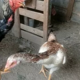 horaz şamy