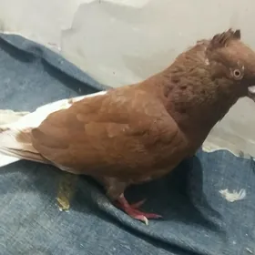 Kepderi