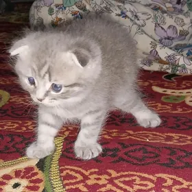 вислаухие котята