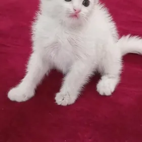 Шотландский котёнок