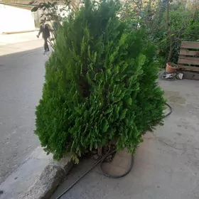 йолка
