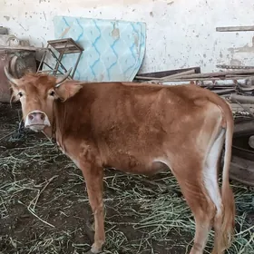 Yaş gulajyn