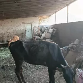 Yaş uly Uly sygyr