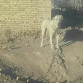 акгуш