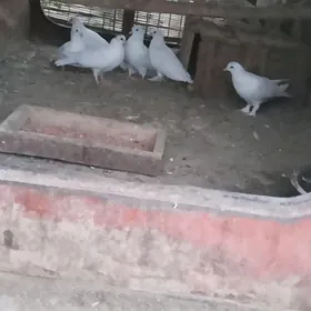ak kepderi