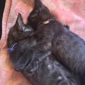 кошки