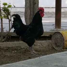 jersi gigant yumurtga