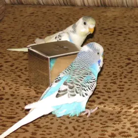 popugay gus