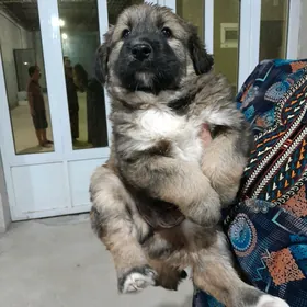 щенок