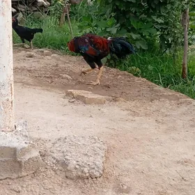 Paroda
