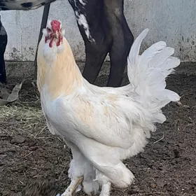AK  BRAMA HORAZ