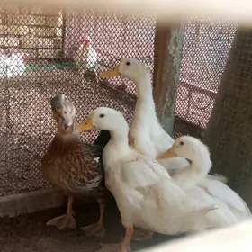 Ýaşylbaş ördek