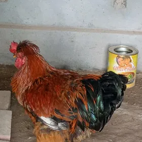 Brama horaz
