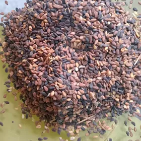 Kunji tohum