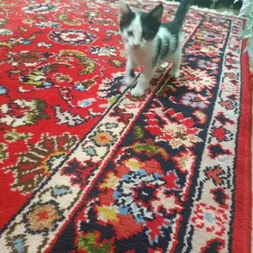 котенок