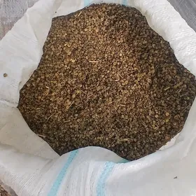 Yorunja tohum
