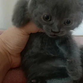 Котики