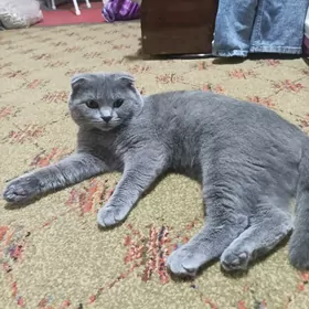 Вислоухий кот