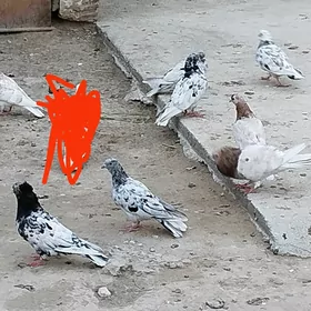 kepderi