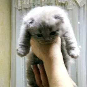 шотландские котята