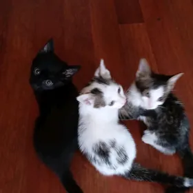 котята