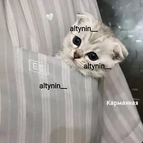 pişikler