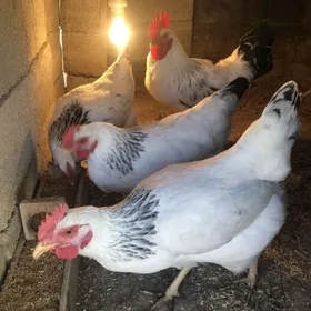 Adler towuk yumurtg
