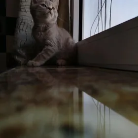 шотландец