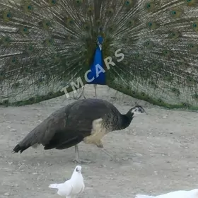 Tawus