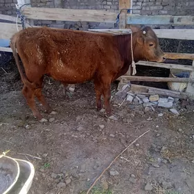 okuzce