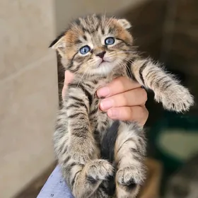 вислоухий кот
