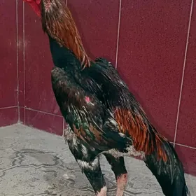 Azil