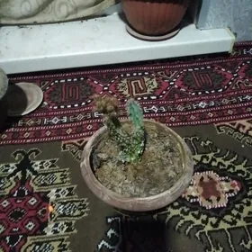 katus