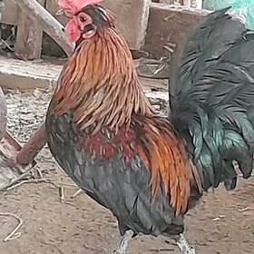karlik horaz màki
