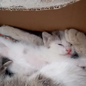 отдам котят в хорошие руки