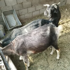Geci