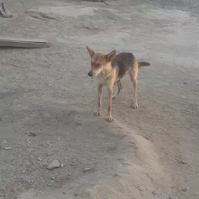 Owçarka
