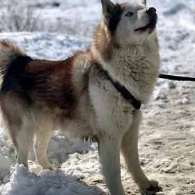 Haski köpek