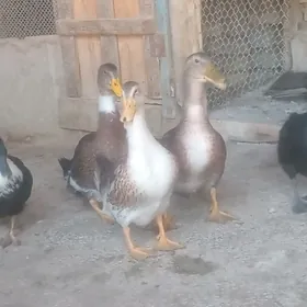 Ordek gak gak