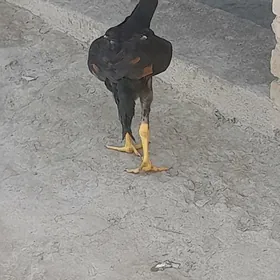 жуже