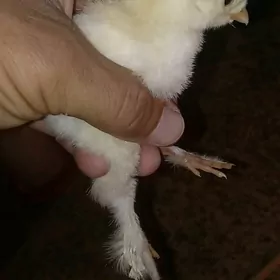 Brama orginal