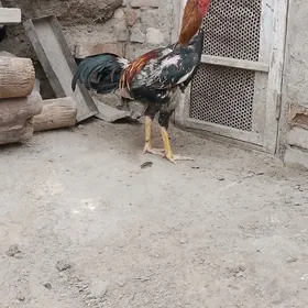 horaz