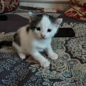 котята