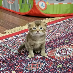 котята вислоушки